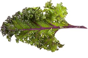 ACQUA TOWER GROWING SYSTEMS Vegetable Plants - Kale 'Red Russian' - 9 x Plug Plant Pack - Kale Plants - Garden Ready + Ready to Plant - Premium Quality Veg (9)