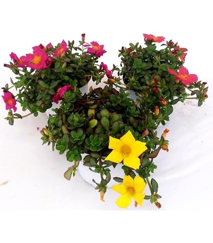 POWERS TO FLOWERS – TILLANDSIA DELL’ARIA MAGIC RED IN VASO Ceramica Cuori Pianta Vera