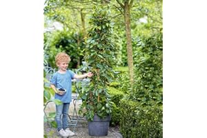 BALDUR-GARTEN GMBH BALDUR Garten Maulbeere "BonBon Berry®", 1 Pflanze, Morus rotundiloba, Mojobeere, Beerenobst, selbstfruchtend, trägt im ersten Jahr Früchte, winterhart, mehrjährig