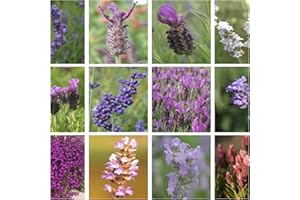 NEWLANDS The Connoisseur Collection of 6 Lavender Plug Plants *New Pack* Best Selection of Lavender. Mixed Lavender Starter Plants, All Individually Labelled.