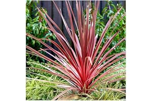 GrowOn Shrubs Cordyline 'Charlie Boy' Palm Tree | Evergreen Plant | Outdoor Garden Ready Plant