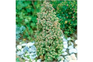 GROWON SHRUBS Dwarf Conifer Chamaecyparis Thyoides 'Rubicon' | Evergreen Shrub | Pot Plant