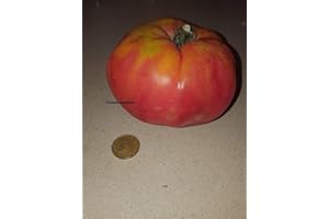 FASH LADY Portal Cool Tomate Gigante huevo Toro 200 semillas