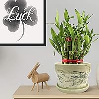 Nurturing Green 2-Layer 17-19 Stalks Lucky Bamboo Plant in Green Decorative Ceramic Pot (Small Good-Luck Bamboo Plant Indoor for Home, Tables, Office Desks)