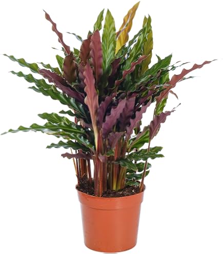 ZynesFlora Ctenanthe Burle-Marxii Amabilis Plant Pot Diameter 14 cm Height  35-40 cm Arrowroot Prayer Plant Air Purifying Indoor Plant : Amazon.de:  Garden