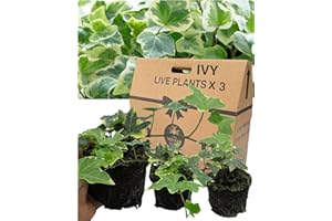 VERDANT LIVING Large Evergreen English Ivy Plants – 3 Gold Colour. Indoor & Outdoor, Climbing, Trailing & Fast Growing Perennial Creeper in Full Sun or Shade. 10.5cm Potted Size, Well Rooted & Established.