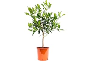 Fruit de Botanicly – Combava – Hauteur: 85 cm – Citrus Hystrix