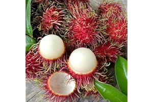 TOYHEART 10 Stück Premium-Fruchtsamen, Rambutan-Samen Frische Nahrhafte Kleine Natürliche Nephelium Lappaceum-Samen Für Den Garten rot