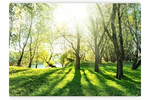 murando - Carta da parati Foresta Bosco 400x280 cm Fotomurali in TNT Murale alla moda Decorazione da Muro XXL Poster Gigante Design Carta per Pareti Soggiorno Nature Paesaggio verde c-B-0336-a-a