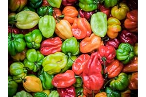 SEMISAUVAGE PERMACULTURE 25 Graines de Piments Antillais Habanero - légumes jardins potager- semences paysannes reproductibles - SemiSauvage