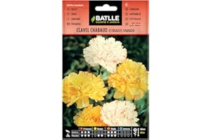 Semillas Batlle Clavel Chabaud ESTRIADOS VDO.