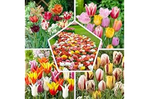 Mélange de Tulipes Budget, 50 Bulbes de tulipes exclusifs de Hollande, Au moins 20 variétés et couleurs différentes, Bulbe résistant à l'hiver et vivace pour le jardin, les pots et le balcon.