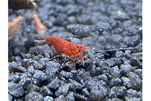 Topbilliger Tiere Red Fire Garnele - Neocardina davidi 20x