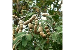 ZHOUBAA Semi per la piantagione, 10Pcs/Bag Semi di tamarindo Premium Dolce Prolific Eccellente Produzione di semi di frutta per la casa - Semi