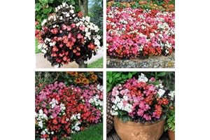 Begonia Flowers Garden Ready Plug Bedding & Hanging Basket Pot Plants for Instant Impact & Colour 1 x Pack of 30 Garden Ready Begonia Organdy Mix Plants by Thompson & Morgan