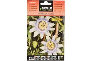 Batlle PASSIFLORE GRIMPANTE Blanche