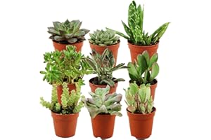 ZynesFlora Succulentes Naturelles en pot de fleurs Ø 5.5 cm - Lot de 9 - Hauteur: 5-10 cm - Mélange de Succulentes Petite Variétés Diverses Plantes Grasses d'Intérieur