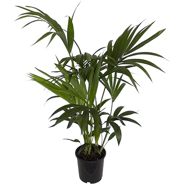 black velvet variegata Alocasia Black Velvet Pink Variegated – HappiestPlants