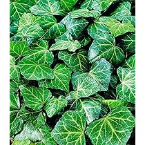 zorniger kaktus 🌵MINI: Bio Kaktusfeigenkernöl - Anti-Aging Elixier