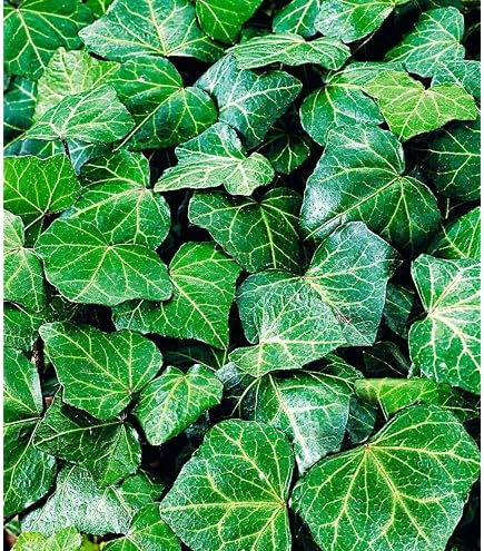 24 x Efeu 'Woerner' - Hedera helix 'Woerner' Topf 9x9cm, fr 3m : Ein  vielseitiger und pflegeleichter Kletterer fr Ihren Garten : Amazon.de:  Garten