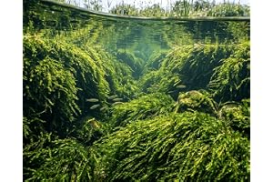 Fontinalis antipyretica Vinterhårt, permanent grönt blad- och akvariumskum