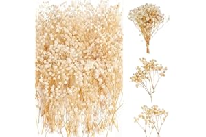 DOG'S BOOTY 65 Piezas Paniculata Preservada Flores Secas Pequeñas Naturales para Decoración del Hogar, Corona de Floral y Fiestas de Boda