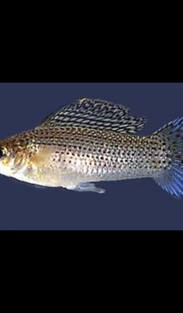 cute molly fish Wallpaper – HD Wallpapers of cute molly fish!: Amazon