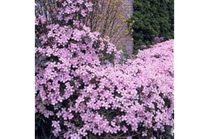 Bloomique - Clematis montana 'Rubens' - Clématite rose clair - Plantes grimpantes - Plantes de jardin - Rustiques - 50-70 cm de haut - Pot 15 cm