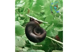Topbilliger Tiere Posthornschnecken Der lebende ALGEN ENTFERNER für den Gartenteich! GESUNDHEITS Polizei im Gartenteich! 3X