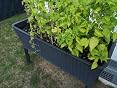 Keter - Mini huerto en casa Easy Grow con depósito de agua, Color ...