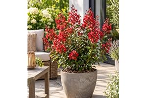 Lagerstroemia indica Red Imperator 40-60 cm - Myrte de crêpe rouge i en kruka på 2,5 liter - Lila blommande södra liljor för trädgård, kruka, balkong och terrass