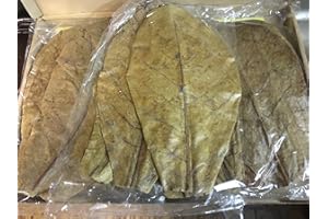 GARNELENSHOP24DE 30 Stück Seemandelbaumblätter 20-25cm ★BLITZVERSAND im Karton★ Seemandellaub Catappa Leaves ★ Original Markenware von SMSF-Indonesia