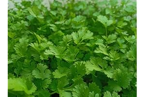 ROOT SOURCE Parsley Herb Plug Plants "Grow Your Own" Herbs 'Ready to Plant Now' Young Herb Plants (6)