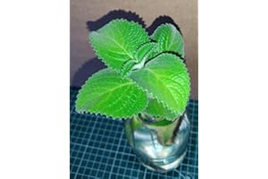 || METCHAR Garden || Karpooravalli/Omavalli/Ajwain Foglie/Indian Origano herb Plant for hydroponic or Soil