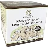 Merryhill Mushrooms - Grow Your Own Fresh Chestnut Mushroom Growing Kit (Single Chestnut Mushroom Kit)
