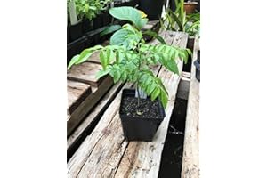 seedsown Curry Hoja del árbol de Murraya koenigii Árbol en un 4 Pulgadas Pot