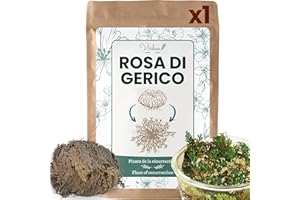 VIRHEA Rosa di Gerico – Pianta della resurrezione – Selaginella Lepidophylla, Pianta di dinosauro [soddisfatti o rimborsati]