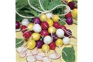 PRETTY WILD SEEDS Vegetable Seeds 60+ Varieties Carrot Pumpkin Cabbage Pea Tomato SWEETCORN Bean Turnip Swde Brussel Onion Cauliflower Fennel Beetroot Herbs (Radish Rainbow Approx. 120 Seeds)