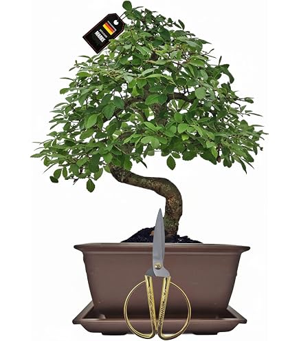 adlerschwingen eibe kaufen Jetzt Adlerschwingen-Eibe 'Dovastoniana' online kaufen bei Bohlken  Pflanzenversand – Bohlken Pflanzenversand GbR main image 1