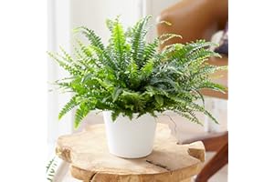 GARDENERSDREAM 1 x Nephrolepis Boston Fern | Premium Indoor Plant | Houseplant for Sale | 25-35cm (Incl. Pot)