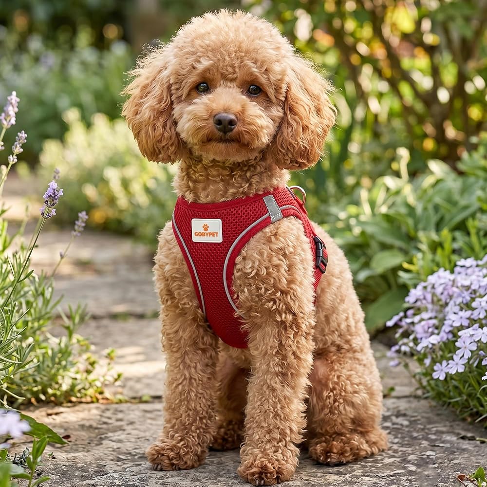 GOBYPET Köpek ve Kedi Göğüs Tasması M | Nefes Alabilen File Kumaş | Ayarlanabilir Yelek Tasarım | Yansıtıcı Şeritli | Küçük Irk Köpek ve Kediler İçin