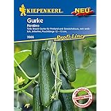 Kiepenkerl, Gurke Picolino F1