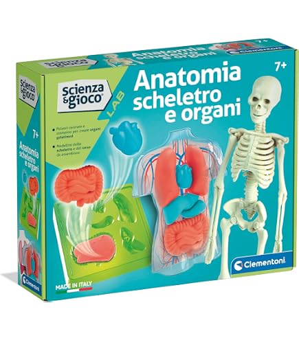 Scheletro a raggi X illustrazione vettoriale. Illustrazione di medicina - 57445001
