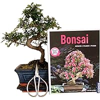 Anfänger Bonsai-Set Ulme, ca. 30cm, 4 teiliges Sparset (1 Ulmen-Bonsai, 1 Schere, 1 Untersetzer, 1 Bonsaibuch)