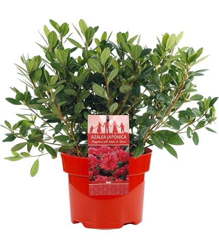 Plante D'Intérieur Syngonium Arrow - Purpurtute - Pot 12cm Hauteur 25cm - Décoration Bureau