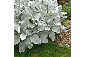 Carbeth Plants Senecio Candicans Angel Wings - Perennial Plant - 2 x 9cm Pot - Evergreen Outdoor Plants for All Year Round, Fully Grown - Unusual Hardy Garden