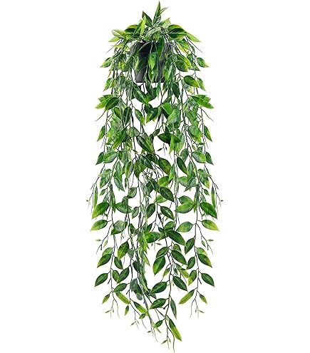 monstera deliciosa buy online Monstera Deliciosa 'Swiss Cheese Plant' Houseplant 17cm Pot main image 1