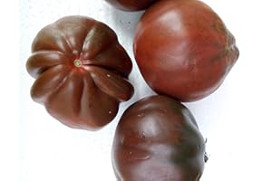 GHINO DI TACCO SEMI POMODORO CUORE DI BUE NERO