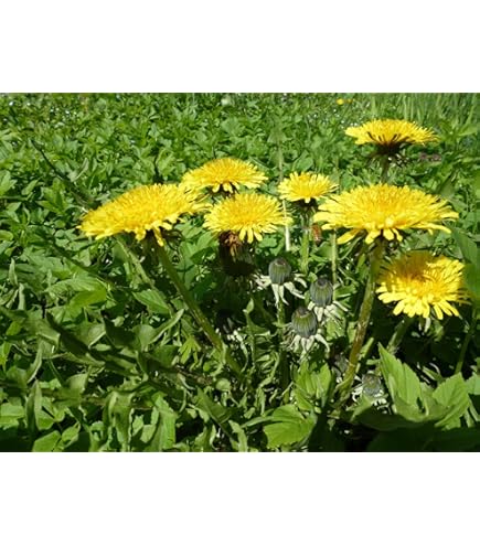 Cicoria E Radicchio Pan Di Zucchero Invernale: Varietà E Formati - Foto 2