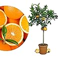 Blutorangenbaum Sanguinello - Echte Italienische Blutorange Für Balkon & Terrasse